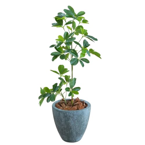 Botanical life+ フェイクグリーン 観葉植物 光触媒 日本製 消臭 抗菌 シェフレラ 65cm Dシリーズ  MAIN