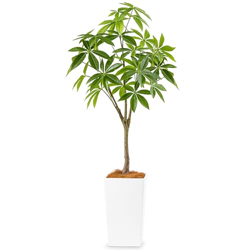 Botanical life+ フェイクグリーン 観葉植物 光触媒 大型 消臭 抗菌 パキラ 125cm Kシリーズ  MAIN