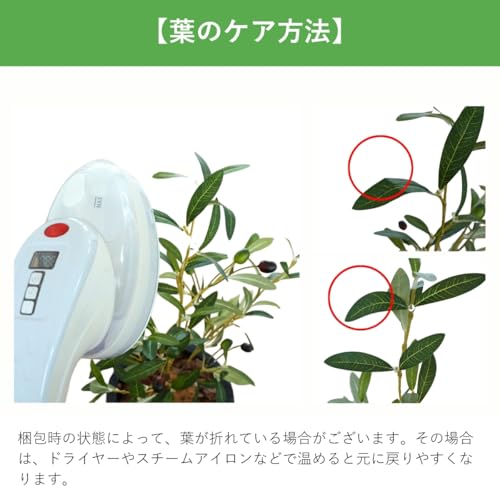 Botanical life+ フェイクグリーン 観葉植物 光触媒 日本製 消臭 抗菌 アガベ 1本 75cm Dシリーズ  PT07
