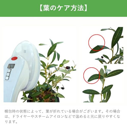 Botanical life+ フェイクグリーン 観葉植物 光触媒 日本製 消臭 抗菌 アガベ 1本 75cm Dシリーズ  PT07