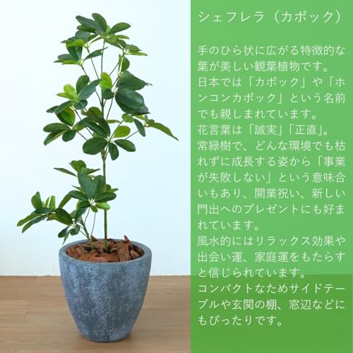 Botanical life+ フェイクグリーン 観葉植物 光触媒 日本製 消臭 抗菌 シェフレラ 65cm Dシリーズ  PT04