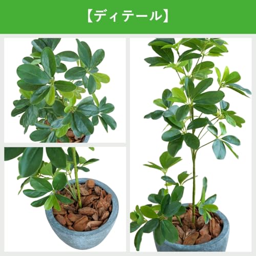 Botanical life+ フェイクグリーン 観葉植物 光触媒 日本製 消臭 抗菌 シェフレラ 65cm Dシリーズ  PT05