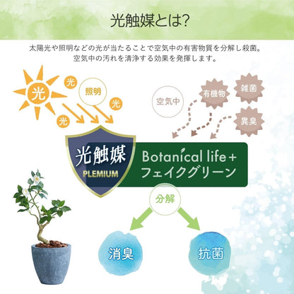 Botanical life+ フェイクグリーン 観葉植物 光触媒 日本製 消臭 抗菌 ツバキ 盆栽 60cm Dシリーズ  PT02