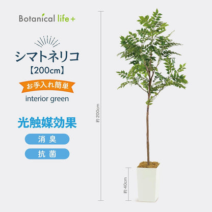 Botanical life+ フェイクグリーン 観葉植物 光触媒 大型 消臭 抗菌 シマトネリコ 200cm Kシリーズ  PT01