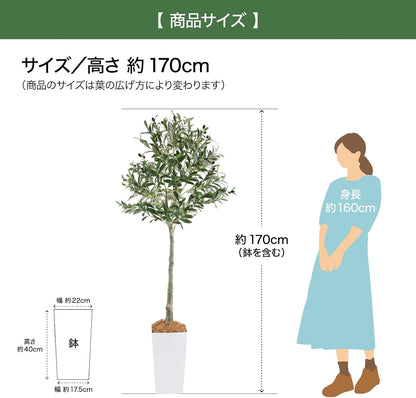 Botanical life+ フェイクグリーン 観葉植物 光触媒 大型 消臭 抗菌 オリーブ 170cm Kシリーズ  PT05