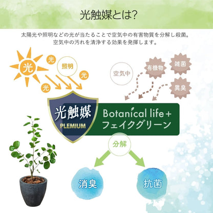 Botanical life+ フェイクグリーン 観葉植物 光触媒 日本製 消臭 抗菌 ポリシャス 70cm Dシリーズ  PT02