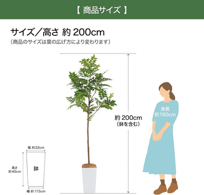 Botanical life+ フェイクグリーン 観葉植物 光触媒 大型 消臭 抗菌 シマトネリコ 200cm Kシリーズ  PT05