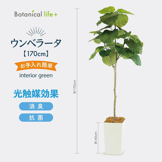 Botanical life+ フェイクグリーン 観葉植物 光触媒 大型 消臭 抗菌 ウンベラータ 170cm Kシリーズ  PT01