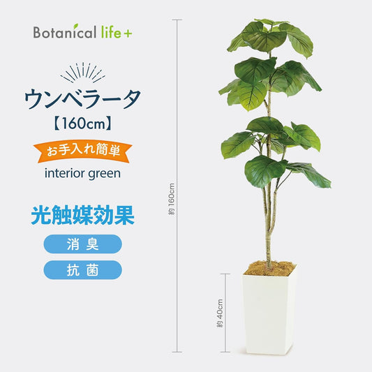 Botanical life+ フェイクグリーン 観葉植物 光触媒 大型 消臭 抗菌 ウンベラータ 160cm Kシリーズ  PT01
