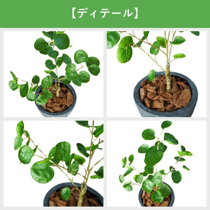 Botanical life+ フェイクグリーン 観葉植物 光触媒 日本製 消臭 抗菌 ポリシャス 70cm Dシリーズ  PT05