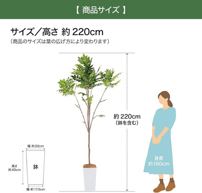 Botanical life+ フェイクグリーン 観葉植物 光触媒 大型 消臭 抗菌 シマトネリコ 220cm Kシリーズ  PT05