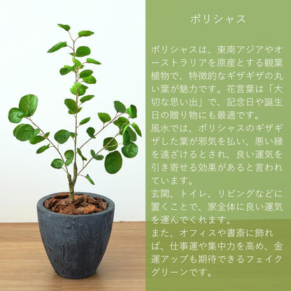 Botanical life+ フェイクグリーン 観葉植物 光触媒 日本製 消臭 抗菌 ポリシャス 70cm Dシリーズ  PT04