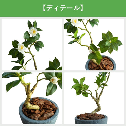 Botanical life+ フェイクグリーン 観葉植物 光触媒 日本製 消臭 抗菌 ツバキ 盆栽 60cm Dシリーズ  PT05