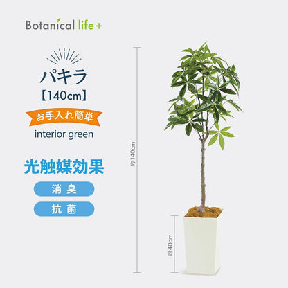 Botanical life+ フェイクグリーン 観葉植物 光触媒 大型 消臭 抗菌 パキラ 140cm Kシリーズ  PT01