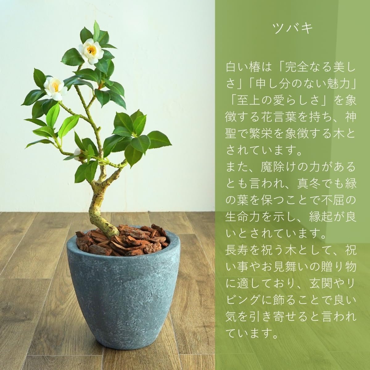 Botanical life+ フェイクグリーン 観葉植物 光触媒 日本製 消臭 抗菌 ツバキ 盆栽 60cm Dシリーズ  PT04