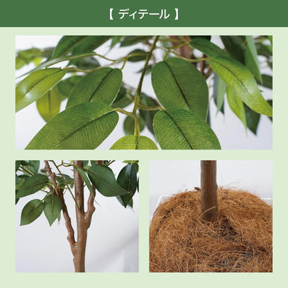 Botanical life+ フェイクグリーン 観葉植物 光触媒 大型 消臭 抗菌 ガジュマル 210cm Kシリーズ  PT03