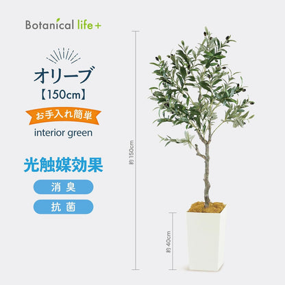 Botanical life+ フェイクグリーン 観葉植物 光触媒 大型 消臭 抗菌 オリーブ 150cm Kシリーズ  PT01