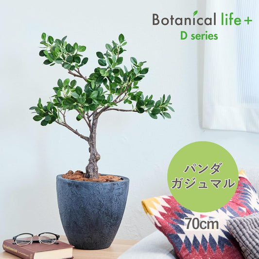 Botanical life+ フェイクグリーン 観葉植物 光触媒 日本製 消臭 抗菌 パンダガジュマル 70cm Dシリーズ  PT01