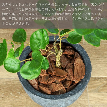 Botanical life+ フェイクグリーン 観葉植物 光触媒 日本製 消臭 抗菌 ポリシャス 70cm Dシリーズ  PT03