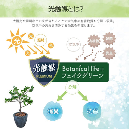 Botanical life+ フェイクグリーン 観葉植物 光触媒 日本製 消臭 抗菌 パンダガジュマル 70cm Dシリーズ  PT03