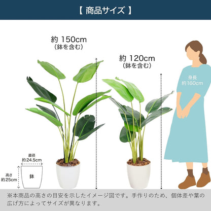 Botanical life+ フェイクグリーン 観葉植物 光触媒 日本製 消臭 抗菌 オーガスタ 120cm NBシリーズ  PT05